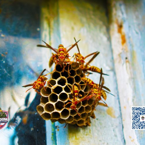 Stinging Insect Control Service Near Me