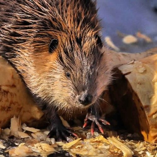 beaver removal near me