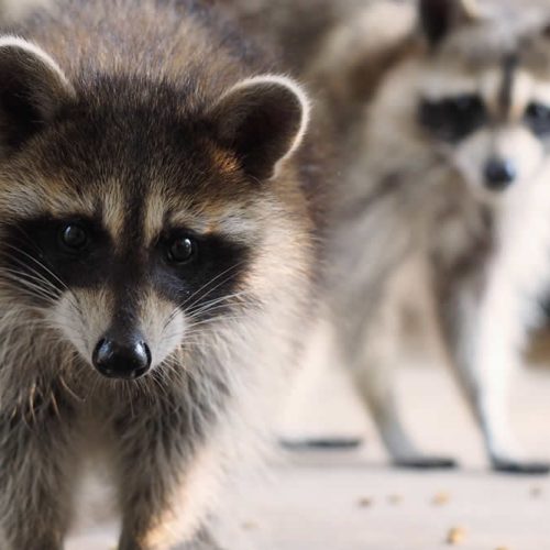 Wildlife Removal