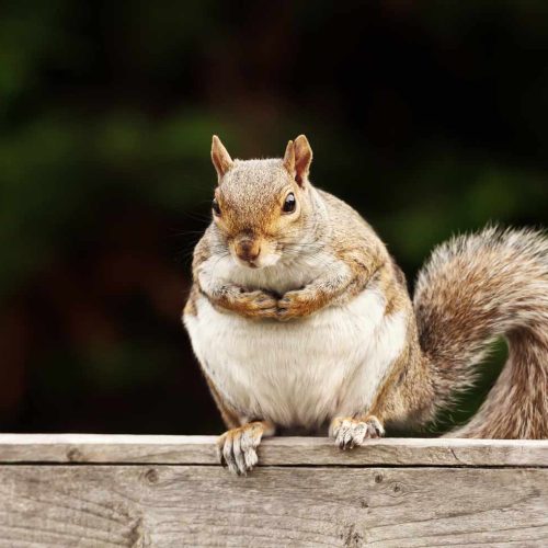 Raleigh Squirrel Removal Near Me