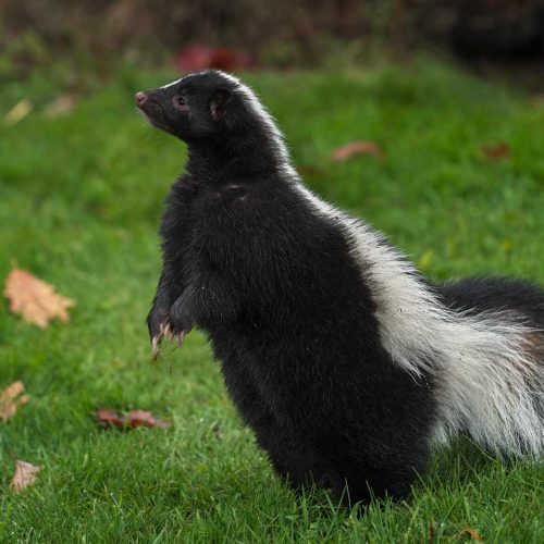 skunk removal near me