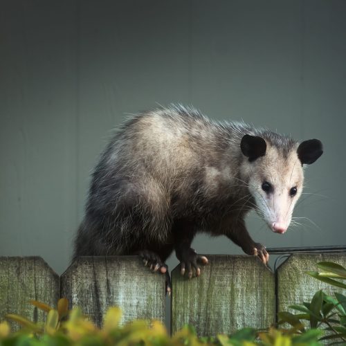 Possum Pest Control