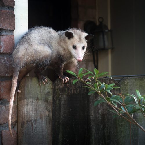 Opossum removal Near Me