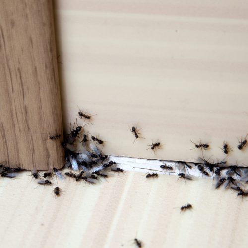 Ant Control