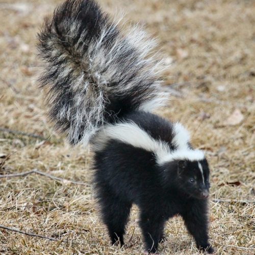 skunk removal in Clayton, NC