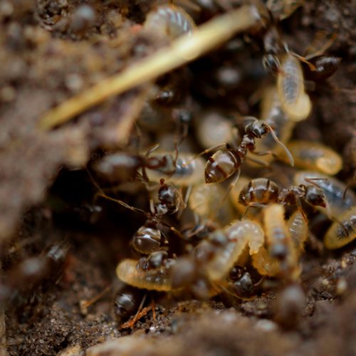 termites02