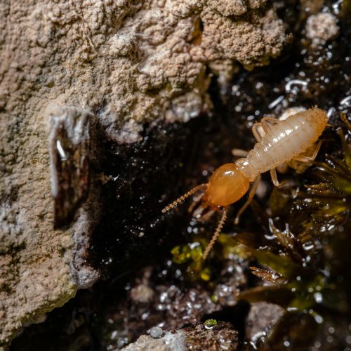 termites03