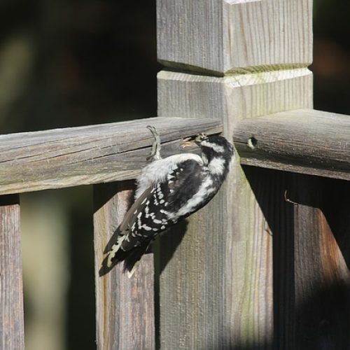 Woodpecker Removal